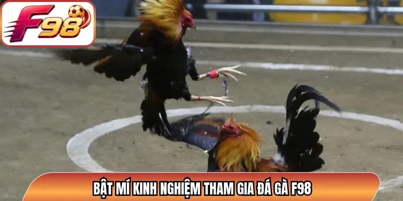 Bật mí kinh nghiệm tham gia đá gà F98